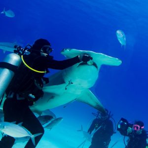 The shark feeder must have quick hands to be quicker than the hammerhead shark.