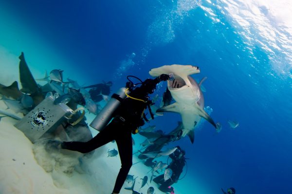 A shark feeder feeding a giant hammerhead known as "Atlas".