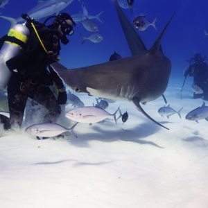 A hammerhead shark coming into the feeding zone.