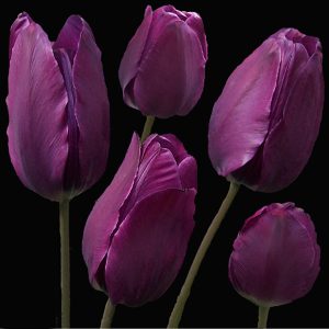 purple tulips in that beautiful phase before they open