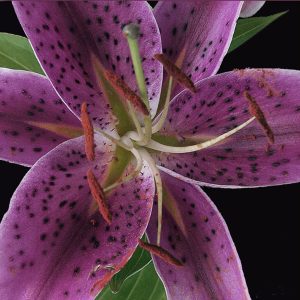 stargazer lily up close