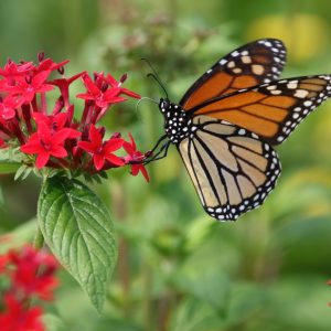 Monarch butterfly on salvia