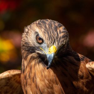 I visited a Wild Bird Rehabilitation center in Vermont and could not take myself away from the birds