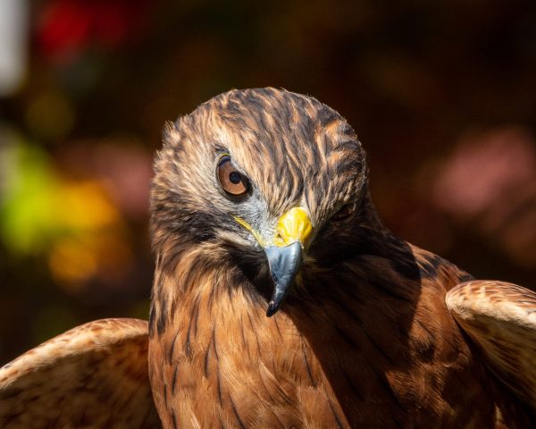 I visited a Wild Bird Rehabilitation center in Vermont and could not take myself away from the birds