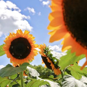 Sunflower season at Waterdrinker Farm.