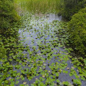 A path of Lily pads leads you to the bridge in the distance.