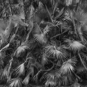 I converted this shot to black and white which delivers an artful expression of the shot. The