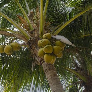 A shot of a coconut tree ( which is a member of the palm tree family. The term "coconut" comes