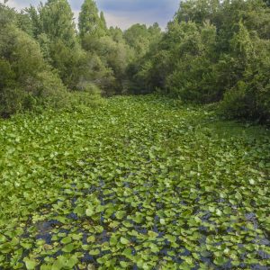 A large pond filled with lily pads creates a beautiful landscape of plants, water and trees against