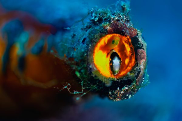 After a long evening at the local bar, the pygmy goby and her trusted friend peaked out of the bar