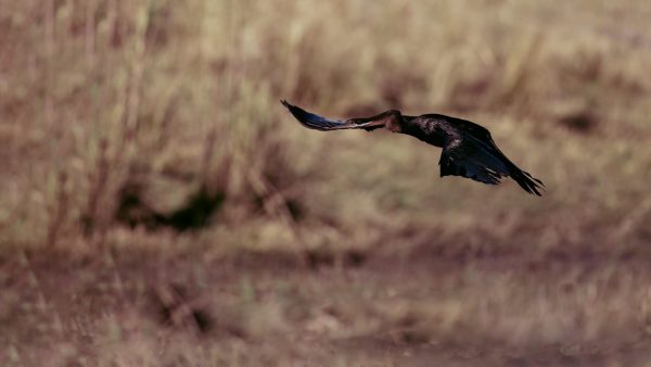 This African Darter flew across the Chobe river and flew from Namibia to Batswana.
