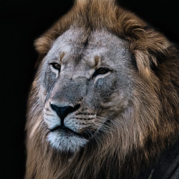 The lion after defending the pride from various attacks by other male lions.