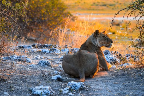 A lion after waking up from her nap was watching the animals graze on near the Chobe river as the