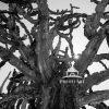 The view up a cactus tree in San Diego's Balboa Park. The cactus garden is such a fun place to