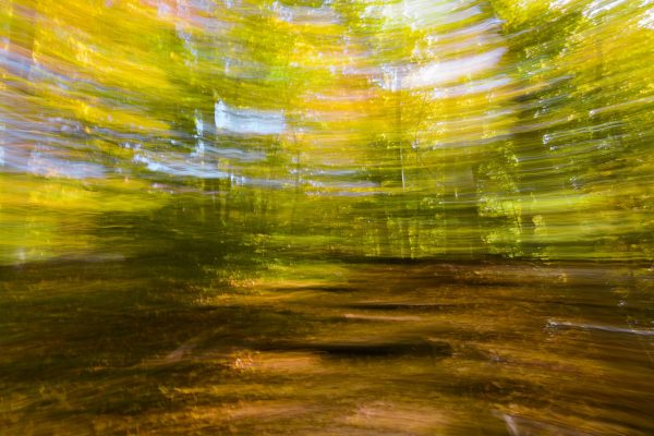 Abstract view of forest while I purposely moved my camera in a lateral direction. This action