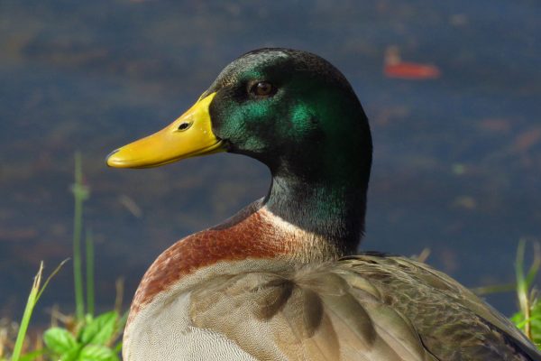 Male mallard ducks stand out for those vibrant green heads. I love to watch them resting over the