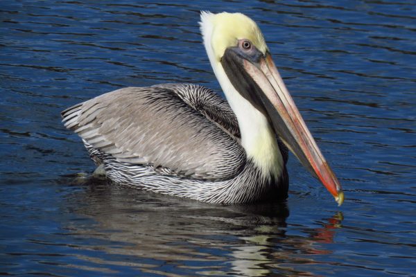 Gray pelicans are pretty common in our area, but it's hard for me to get a good shot because they