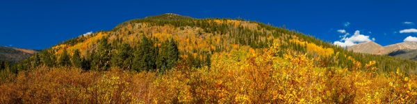 The aspen trees had turned a golden color which was offset by the evergreens that covered all but