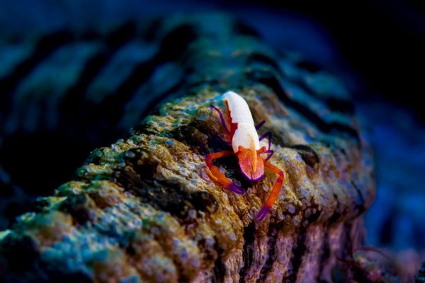 Asserting his royalty, this emperor shrimp finds of place of honor to ride across the seafloor on