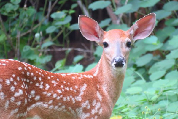 White-tailed deer fawn spotted with mom in Palm Harbor, Florida. This was a great encounter, because