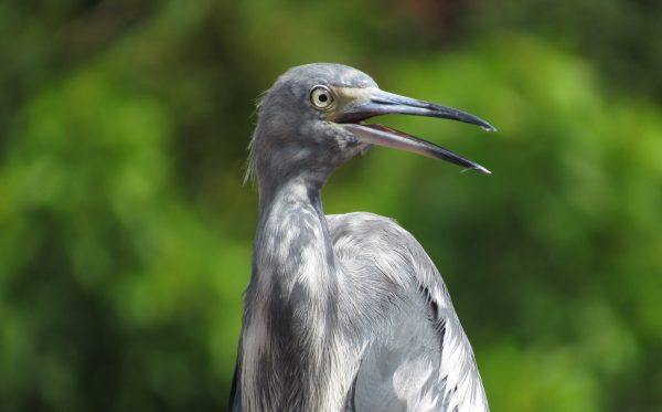 Little blue herons look white while juveniles, then, they molt into a blue and white coloration and