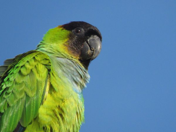 Nanday Parakeets represent a nuisance for some people because they are very noisy, but others are