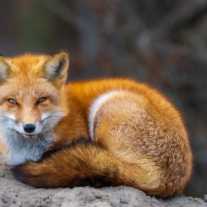 Came upon this stunning red fox as I was walking and looking for birds to photograph.