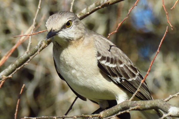Mockingbird is the Florida State bird and it's awfully common, but cute in my humble opinion.