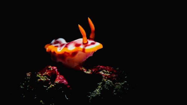 About seventy feet below the surface, in the warm waters off the coast of the Philippines we found