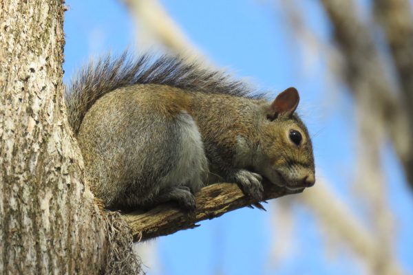 I heard a noise while walking on the boardwalk, looked up and there it was, an Eastern gray
