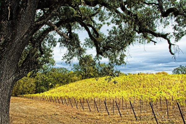Part of the Vineyard study