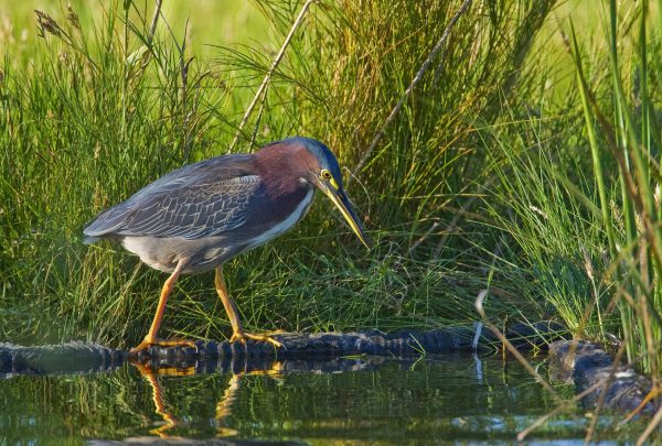 A Green Heron patiently waits motionless in a secluded spot for prey to swim by.