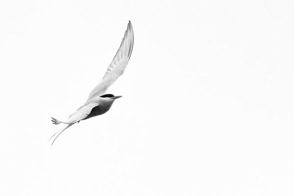 An Arctic Tern does acrobatic turns in Iceland.