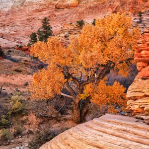 An old cottonwood ekes out a living in a dry ravine along the eastern plateau of Zion National Park,
