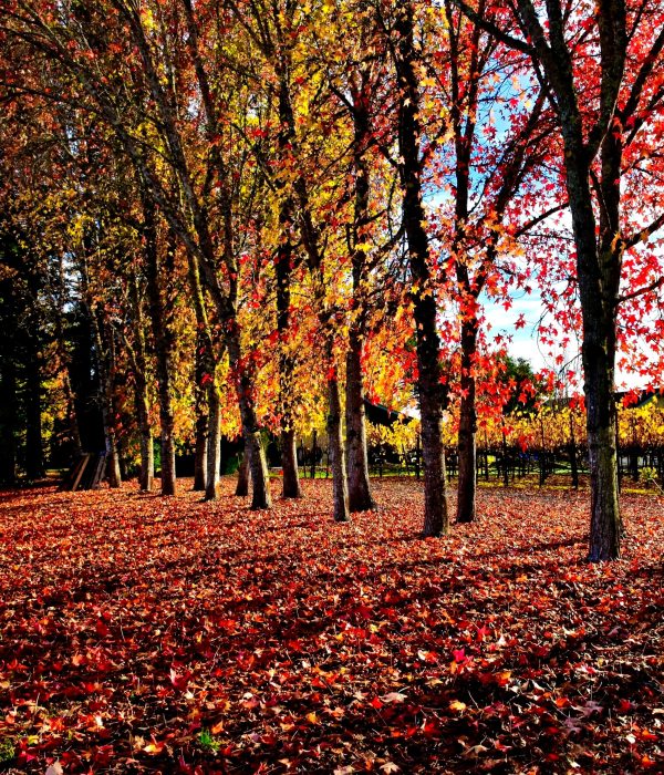 Sonoma county fall colors