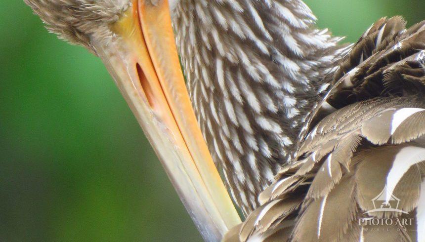 I see Limpkins most of the time at Largo Central Preserve and it's a pleasant experience because