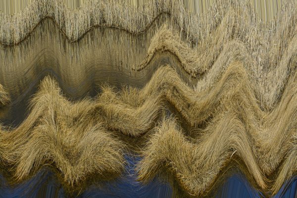 Distortion of marsh at Gardiner County Park, West Bay Shore NY