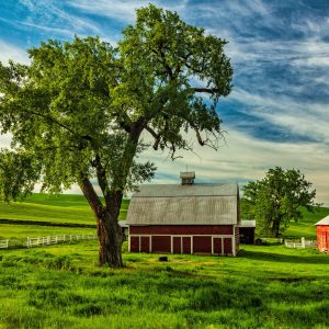 A classic American rural scene of farmhouse, barn and stately old tree in the front yard on a farm