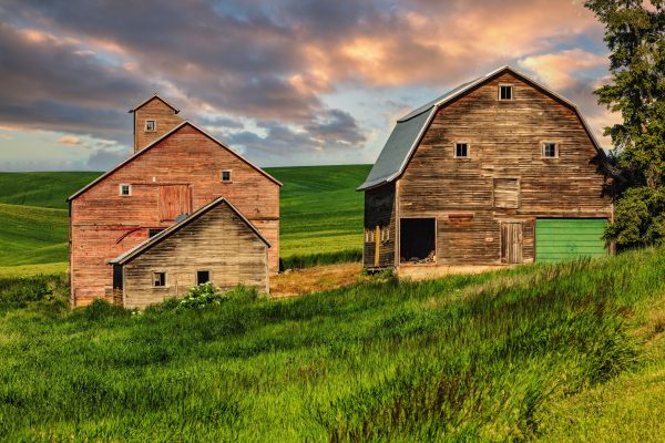 Dilapidated barns near Steptoe, Washington.
