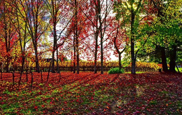 Fall in Sonoma, Yellow vines behind Red trees.