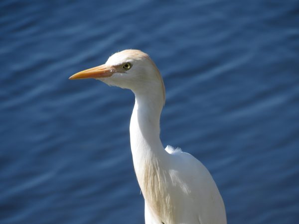Cattle egrets are fairly common in my area, but I don't see them every day. And they are not very