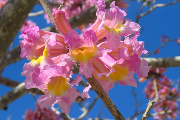 Pink trumpet tree flowers are just gorgeous. Hard to miss and ignore for sure.