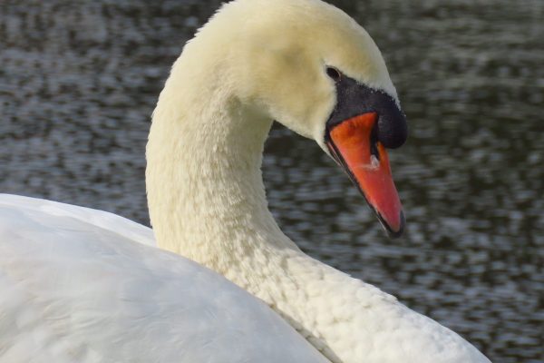 Mute swans aren't silent at all, they are called Mute because they are less vocal than other swan