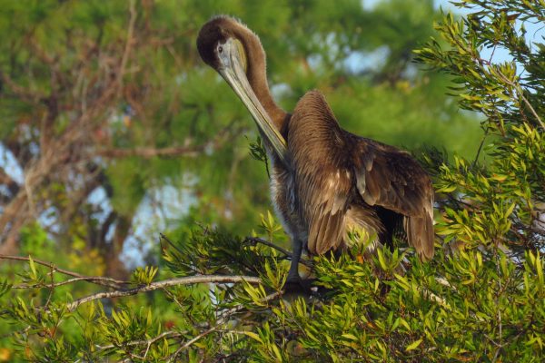 I used to think that birds did the preening because they were itchy, but that's not the case. The