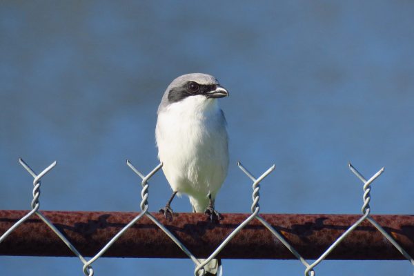 The Loggerhead Shrike is called the "Butcher bird" because they impale their prey on sharp things