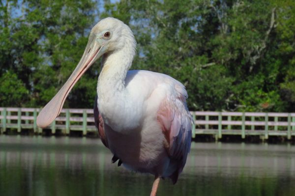 To me capturing a good spoonbill image is challenging, but the final result could be a good reward