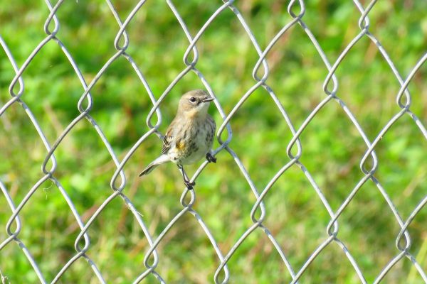 Palm warblers are little migratory birds that you can see in many places, but they move so much that