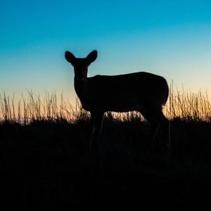 Lone deer at Robert Moses State Park at sunset.