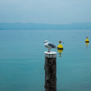 A seagull in the town of Sermione on Lake Garda, Italy. It was an overcast day and the crystal clear