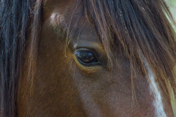 I've seen so many horses in my life, but wild ones are just different. I felt very cozy with them